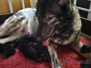 Фото №1. волчья собака сарлоса - купить в Таллине за договорная. Объявление №164489