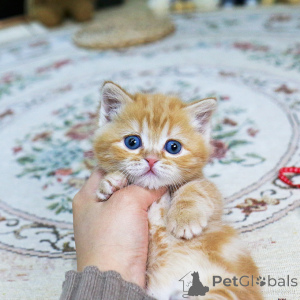 Фото №2 к объявлению №155838 о продаже манчкин - купить в Чехии заводчик