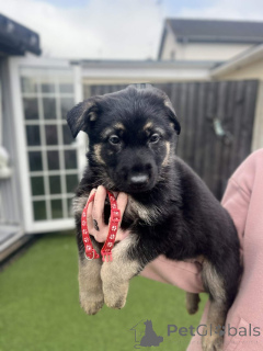 Фото №1. немецкая овчарка - купить в Бауцен за договорная. Объявление №166836