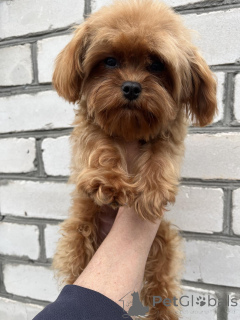 Фото №3. F1 Maltipoo Puppy GIRL.  Украина