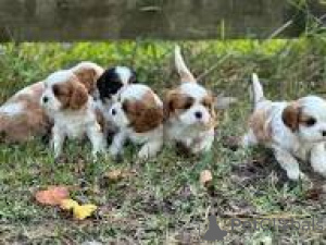 Фото №1. кавалер-кинг-чарльз-спаниель - купить в Марселе за 64937₽. Объявление №164317