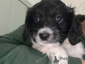 Фото №2 к объявлению №160026 о продаже бишон фризе - купить в Румынии частное объявление