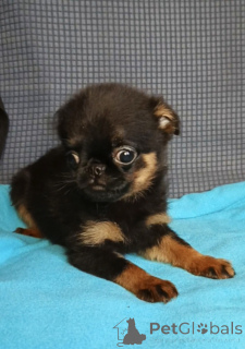 Фото №2 к объявлению №165075 о продаже пти-брабансона - купить в России частное объявление