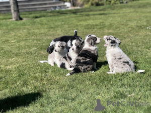 Фото №1. бордер-терьер - купить в Милфорд за 68996₽. Объявление №152376