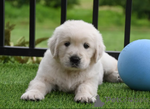 Фото №1. золотистый ретривер - купить в Марселе за 92767₽. Объявление №166317