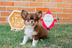 Фото №1. чихуахуа - купить в Мюнхене за 37107₽. Объявление №157372