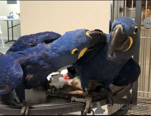 Фото №1.  - купить в Гамбург за Бесплатно. Объявление №162679