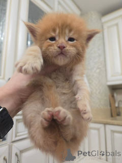 Фото №1. мейн-кун - купить в Ниже за 46384₽. Объявление №164176