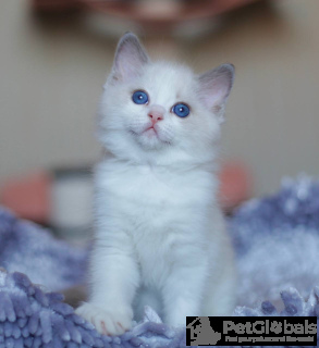 Фото №2 к объявлению №134387 о продаже мэнская кошка - купить в Бельгии частное объявление