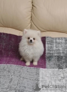 Фото №2 к объявлению №18786 о продаже померанского шпица - купить в Литве 