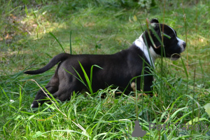 Фото №3. Американский булли.  Россия