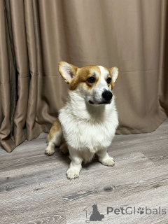 Фото №2 Услуга вязки беспородную. Цена 3246847₽