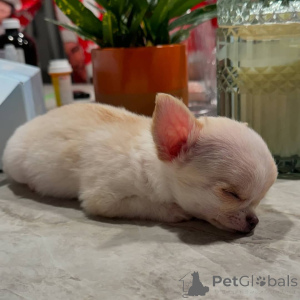 Фото №2 к объявлению №151214 о продаже чихуахуа - купить в Германии частное объявление