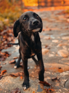 Фото №3. Два чудесных щеночка (девочки) ищут дом!.  Россия