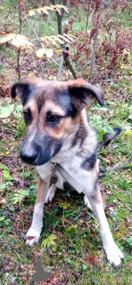 Фото №3. Молодой пес Форест ищет семью..  Россия