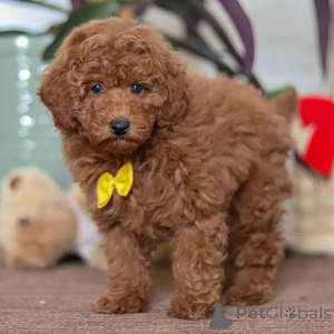 Фото №3. Пудель, кобель, 10 недель, готов к поездке домой..  Великобритания
