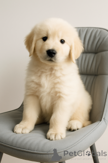 Фото №3. Маремма-абруцкая овчарка.  Украина