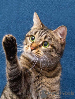 Фото №2 к объявлению №167404 о продаже  - купить в России частное объявление