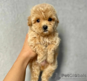 Фото №3. Maltipoo puppies.  Греция