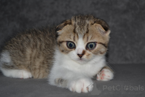 Фото №3. Породные Шотландские котята. Польша