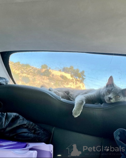 Фото №2 к объявлению №158744 о продаже шартрез - купить в Германии заводчик