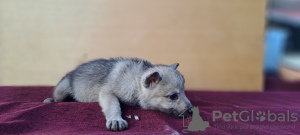 Дополнительные фото: Щенки чехословацкой волчьей собаки