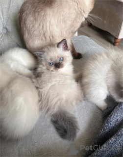 Фото №2 к объявлению №153223 о продаже рэгдолл - купить в Германии 