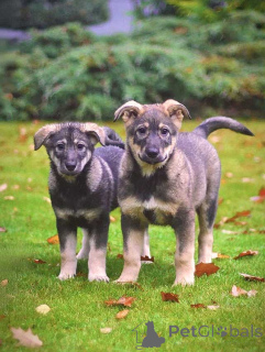 Фото №4. Продажа беспородную в Москова частное объявление - цена Бесплатно