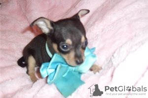 Дополнительные фото: Adorable Chihuahua Puppies for free adoption