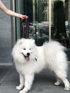 Фото №2 к объявлению №143130 о продаже самоедскую собаку - купить в Грузии частное объявление