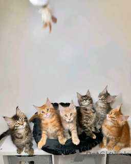 Фото №1. мейн-кун - купить в Хельсинки за 92767₽. Объявление №161543