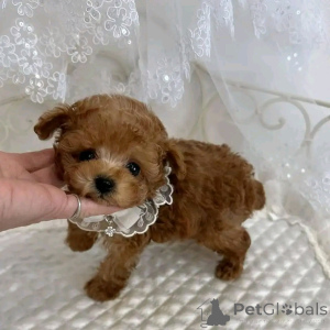 Фото №2 к объявлению №138640 о продаже  - купить в США заводчик