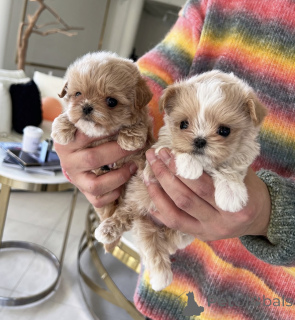 Фото №2 к объявлению №138678 о продаже пуделя (той) - купить в Австралии частное объявление