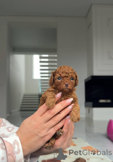 Фото №1. пудель (той) - купить в Флориде за договорная. Объявление №159003