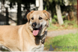 Фото №1. беспородная - купить в Москве реке за Бесплатно. Объявление №138782