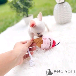 Фото №3. Söpöjä Ja ihastuttavia chihuahua-pentuja myynnissä.  Финляндия