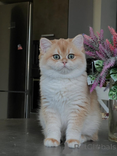 Фото №3. Котята шиншиллы самые гламурные кошки, которых можно привезти домой. Германия