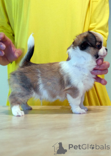 Фото №2 к объявлению №161438 о продаже чихуахуа - купить в Австралии 