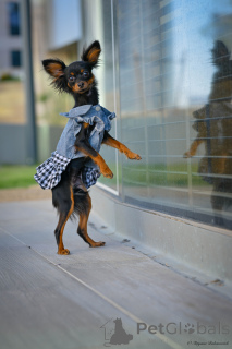 Фото №4. Продажа русского тоя в Хайфа из питомника - цена 161763₽