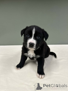 Фото №4. Продажа бордер-колли в Варшаве  - цена договорная