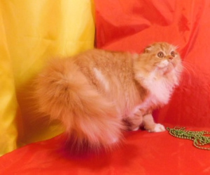 Дополнительные фото: Красный солнечный котик хайленд фолд