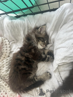 Фото №2 к объявлению №145307 о продаже мейн-кун - купить в Германии частное объявление