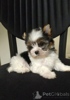 Фото №2 к объявлению №159181 о продаже бивер-йоркширского терьера - купить в Турции заводчик