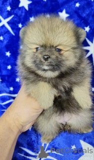 Фото №2 к объявлению №138546 о продаже  - купить в Сербии 