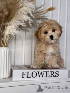 Фото №4. Продажа мальтипу в 'Ili'ili частное объявление, из питомника, из приюта, заводчик - цена договорная