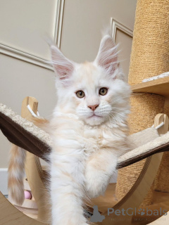 Фото №2 к объявлению №156462 о продаже мейн-кун - купить в Чехии заводчик