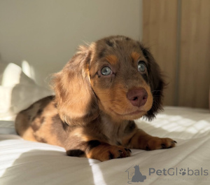 Фото №3. Szczenięta jamnika do adopcji.  Польша