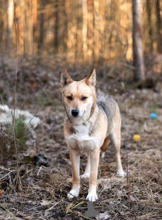 Фото №2 к объявлению №138986 о продаже беспородную - купить в России 