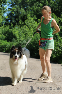 Фото №4. Продажа  в Балашихе из приюта - цена Бесплатно