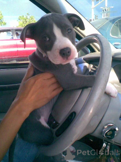 Фото №2 к объявлению №139924 о продаже американского питбультерьера - купить в Бельгии частное объявление